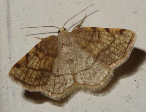 Réf. 188 005 : Stegania trimaculata